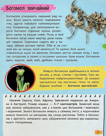 Мініенциклопедія. Комахи та павуки