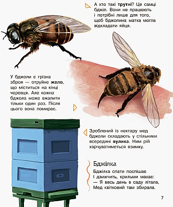 Комахи. Енциклопедія дошкільника